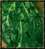 
Swiss chard
